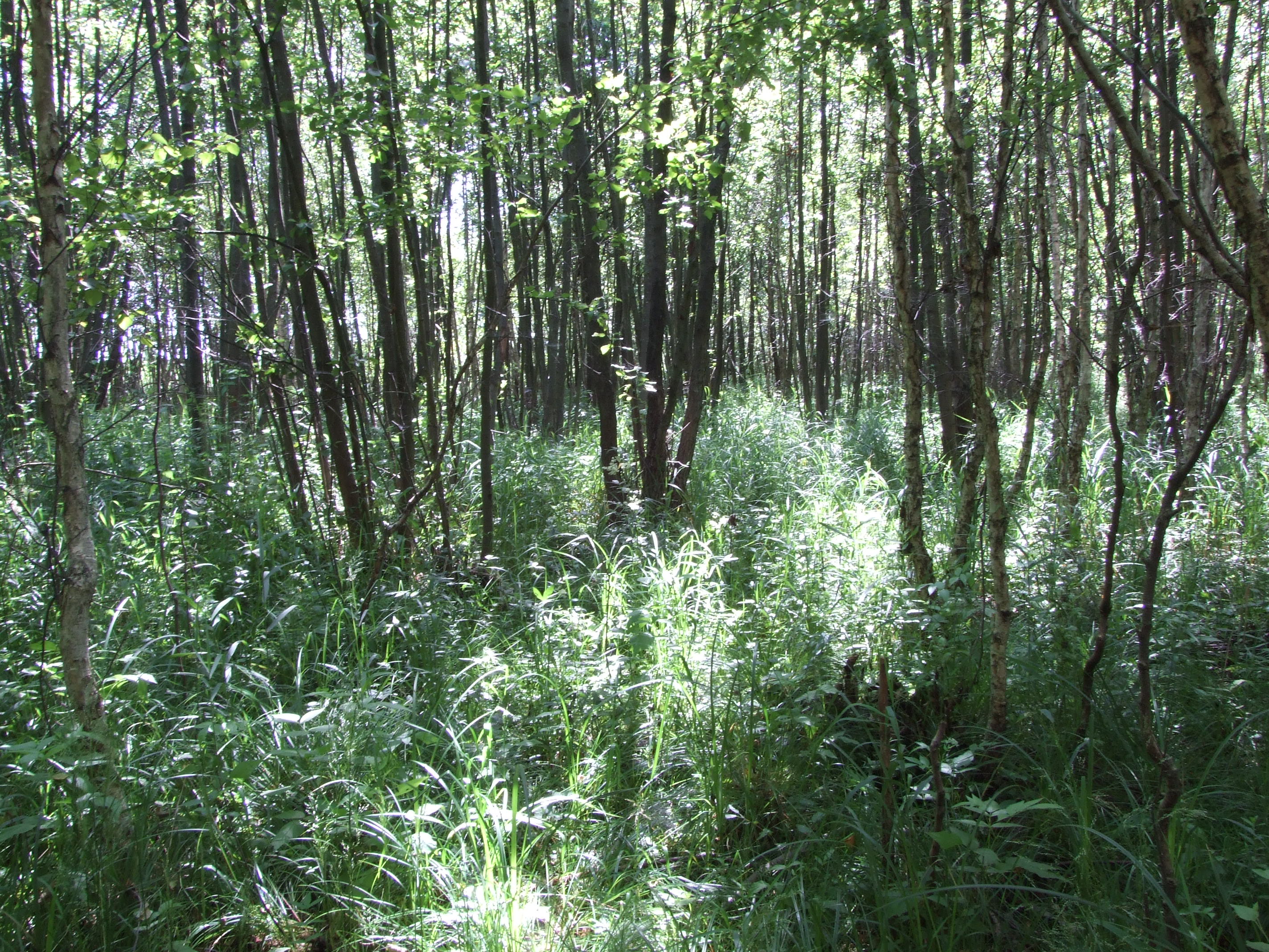 alder forest